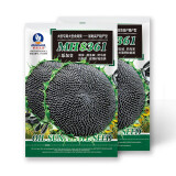 中科茂华蔬菜种子三系杂交向日葵种子MH8361大型食用葵花種子200克