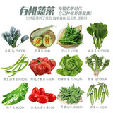寿禾 20天鸡毛菜种子四季小青菜冬春季蔬菜小白菜油菜上海青阳台菜籽 12种蔬菜种子套餐+工具+2包肥