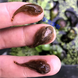 采缇（CAITI）贵州爬岩鳅双吸盘冷水鱼清洁鱼吸鳅除藻不加温琵琶鼠 萌萌哒爬岩鳅2条(2cm)