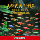 美人雾 灯科鱼热带鱼小型观赏鱼活鱼活体红绿灯鱼淡水草缸群游 全家福套餐(共60条各种灯科鱼)