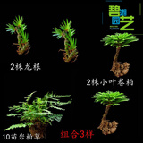 馨音吸水石植物苔藓卷柏附石菖蒲盆景假山水陆缸雨林造景专用绿植 套餐组合6 不含盆