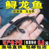 鲟鱼苗淡水养殖大型冷水鱼可食用中华观赏鱼缸清洁批发鲟鱼鱼苗 优质鲟鱼苗8-10厘米2条