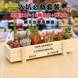 疏影暗香 多肉植物套装多款入门肉肉盆栽多肉组合区办公室室内萌肉植物 12颗多肉 木质花盆 营养土