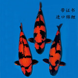 古介日本进口纯种大日阪井锦鲤桃太郎观赏鱼精品好运锦鲤鱼冷水鱼锦鲤 绯写一条（进口带证书） 15-20厘米