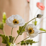 掬涵仿真花假花插花冰岛虞美人罂粟花婚庆节日装饰客厅卧室餐桌花清新 白色单只（长56cm）