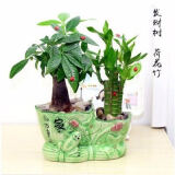 浓情绿艺发财树盆栽绿植花卉富贵竹荷花竹植物盆栽办公室内桌面植物小盆景 发财树+富贵竹+家和万事兴 含盆
