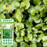 凤鸣雅世西洋菜籽青菜种四季盆栽水芥菜野菜豆瓣菜种子2克