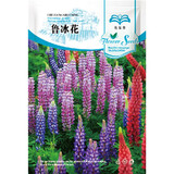 花友秀 花卉种子 四季种植 家庭阳台 园艺休闲 多年生鲁冰花种子2克 约100粒