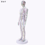 卓越科人体针灸模型经络穴位中医全身十二经络铜人扎针练习小皮人数字定位穴位模特图