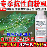 白粉虱特效药黄瓜白粉丝茄子白粉虱药番茄小白飞虫辣椒花卉白飞虱 抗性白粉虱专杀 【99%用户选择】浓缩500克1瓶