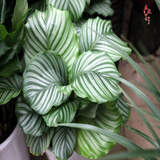 室内绿植花卉盆栽孔雀竹芋 猫眼彩虹绿植盆栽植物 大苹果竹芋40-60厘米高 原盆原土发货 含原装简易塑料盆