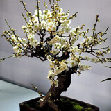 旺之春红梅浓香型腊梅花树苗室内盆栽红梅花苗绿梅花苗腊梅冬季花卉植物 8年绿梅（当年开花）实物挑选