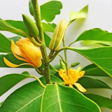 御春阁  盆栽黄桷兰嫁接花苗兰花树苗黄兰盆栽地栽苗 黄兰盆栽地栽苗 黄兰3年苗