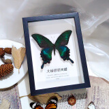 艺馨维尼真蝴蝶标本展翅昆虫装饰品手工收藏学生创意生日礼物居家展示摆件 大绿带翠凤蝶【黑框】