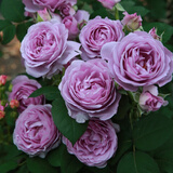 沫澄3颗 耐寒蔷薇花苗爬藤四季开花室内盆栽室外藤本月季花卉易活植物 20蓝色风暴 精品花苗 不含盆