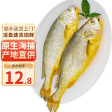 海皇湾 黄花鱼 生鲜 鱼类 大黄鱼海鲜水产海鲜鱼类 5斤装】10-15条（160g-250g/条）