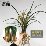 劉閣蘭花新品兰花苗 春剑赌草 冬带花苞出售开品未知新奇 好养花卉盆栽草 3苗连体裸根