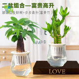 盆栽室内水培水养开花植物办公室四季好养绿植一帆风顺 加厚跳舞玻璃盆发财树+富贵竹(步步高升) 带盆栽好