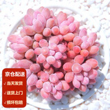 墨一【送货上门】多肉植物带盆组合套装多肉办公室绿植花卉教师节礼物 婴儿手指 群生2-3头