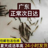 广东黑壳虾活体除藻鱼套餐除藻虾清洁虾观赏虾草虾鱼缸活体免包邮 黑壳虾包活30只+送20只备损共50