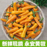 辰实福建永安小黄椒 新鲜黄辣椒 农家魔鬼泡椒小尖椒 1斤（尝鲜）