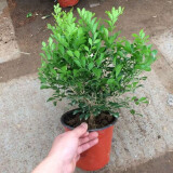 芙絮居九里香花苗盆栽地栽室内外浓香型花卉绿植四季常绿独杆九里香 4年九里香 带土球发货