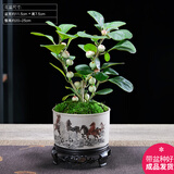 幼薇小盼菩提树盆栽植物室内花卉禅意摆件新中式办公室内桌面绿植盆景 小盼菩提+八骏图陶瓷盆+圆形底盘 带盆栽好