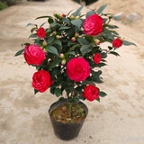 盆栽茶花苗 四季香妃茶花盆栽带花苞浓香型庭院室内好养五色赤丹树苗花卉植物 红赤丹 2年苗