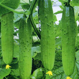 一播大地 水果黄瓜 黄瓜菜籽翠绿黄瓜四季种植蔬菜种子阳台种菜 盆栽 易种 摘不败水果黄瓜种原装3g