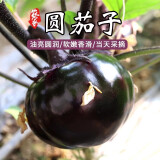 密农人家 新鲜圆茄子农家种植紫皮圆茄子 当天采摘 新鲜蔬菜400g 北京蔬菜