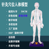 子彧（ZIYU） 硬模型 中医经络图针灸人体穴位模型全身男小人铜人纯铜超清晰刻字 白色彩字版女模型（58cm）