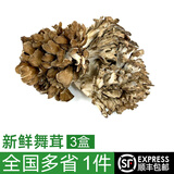 绿食者 新鲜舞茸150g*3盒 灰树花菇 新鲜真菌菌菇 舞茸菌 舞茸茶 舞茸150g*3盒