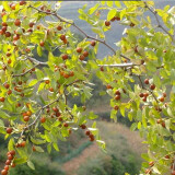 枣树活苗当年结果地栽枣子树苗南方北方种植枣树嫁接苗特大青枣苗 高维C酸枣4年嫁接苗(当年结果)