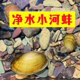 专吃鱼屎粪便黄金小河蚌河蚬淡净水观赏螺鲜活物黑金刚贝壳苗活体 9-12厘米河蚌4个送2个备损