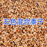 再再混合鸟粮鸟食鸟料鹦鹉饲料虎皮玄凤牡丹粮食五色黍子带壳五谷 五色黍子5斤装