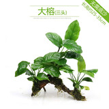异景园鱼缸造景套餐阴性水榕沉木活体真水草淡水无土植物增氧趴地矮珍珠