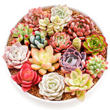 疏影暗香 多肉植物套装多款入门肉肉盆栽多肉组合区办公室室内萌肉植物 随机多肉10颗 碗莲花盆 营养土