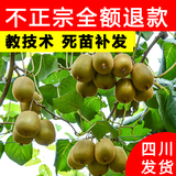 正宗四川红心猕猴桃树苗嫁接苗南方种植盆栽水果树苗弥猴桃苗果苗 (红阳)红心猕猴桃 2年苗