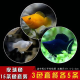 卡奇鱼 观赏鱼活体 胎生鱼 黑玛丽 皮球鱼 小型鱼 曼龙 热带鱼观赏鱼 三色玛丽球鱼各5条
