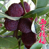 言清 正宗嫁接杨梅树苗 南方北方种植盆栽地栽果树苗庭院阳台果苗木 西贡杨梅4年苗(当年结果)