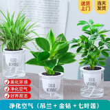 樱霞【顺丰上门】花卉植物室内桌面净化空气水培小绿植好养活驱蚊盆栽 吊兰+金钻+七叶莲 带盆