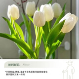 花翁水培郁金香大种球花卉盆栽绿植物好养活 白色-种球10颗源头直发