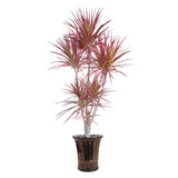 鑫干和（xinganhe）七彩铁五彩千年木盆栽三色龙血树红竹观叶植物室内绿植 多头70-80厘米