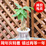 玖枝苑玻璃瓶四季水培植物盆栽套装 栀子花办公室盆栽绿植发财树 发财树  带盆栽好