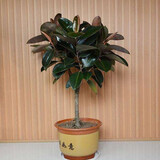 御春阁大型植物办公室橡皮树盆栽花卉观叶植物开业客厅绿植四季常青花苗