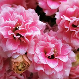 手耕田长寿花盆栽重瓣金狐狸大花带花苞花苗四季室内开花好养的花卉植物 【苗原土带花苞】安娜 不含盆