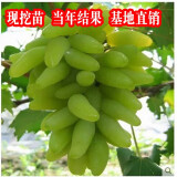 葡萄树苗南方北方种植树水果树苖蓝宝石葡萄苗果树果苗盆栽地栽爬藤当年结果 金手指葡萄苗当年结果
