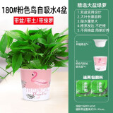 福尚来绿萝盆栽室内植物花卉家用新房吸除甲醛绿植水培长藤垂吊大盆绿箩 180#粉色鸟彩绘吸水【4盆】+肥2