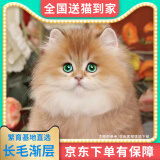 【纯种】金银渐层长蓝金蓝白英国短毛猫美短加白猫活体幼崽小猫咪 宠物级 【长毛】联系客服选宠