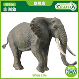 COLLECTA英国CollectA我你他仿真野生动物模型玩具88966非洲象大象2022款